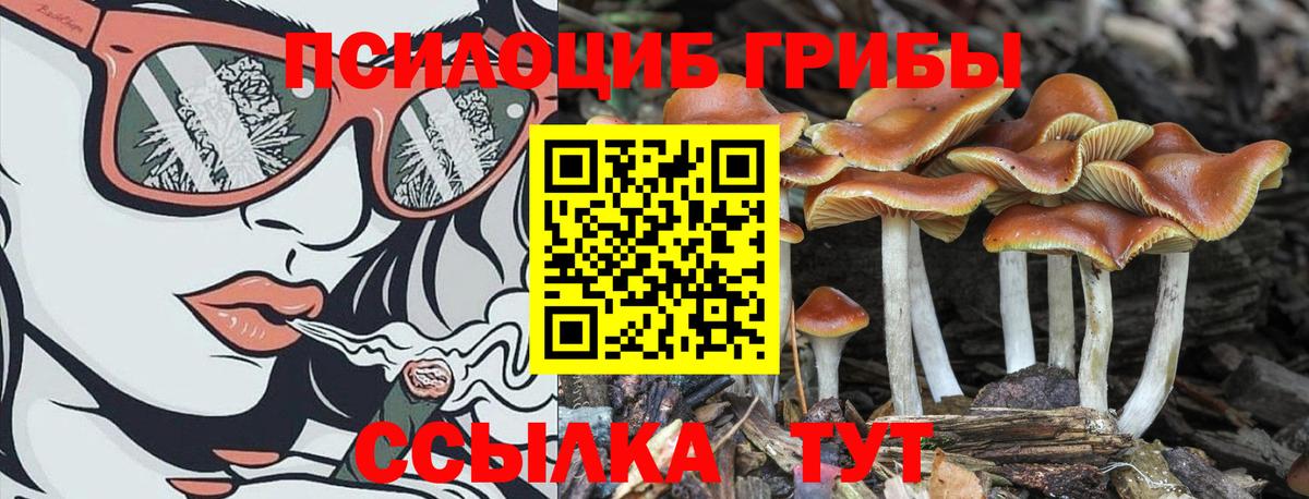 Белебей  Галлюциногенные грибы Cubensis  Вход с VPN 